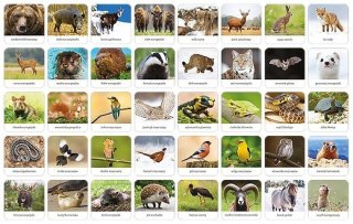 Gra memory - fauna polski