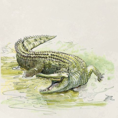 Gra Śladami darwina