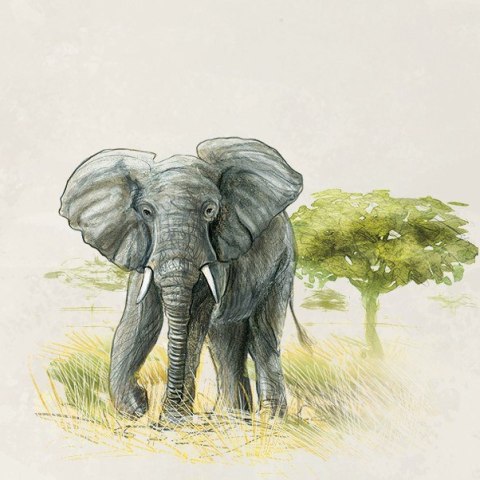 Gra Śladami darwina