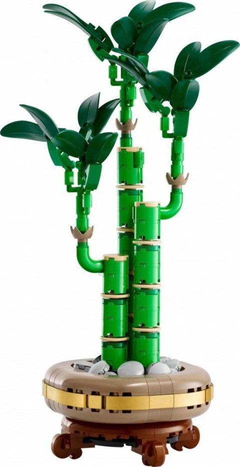 Klocki botanicals 10344 dracena sandera